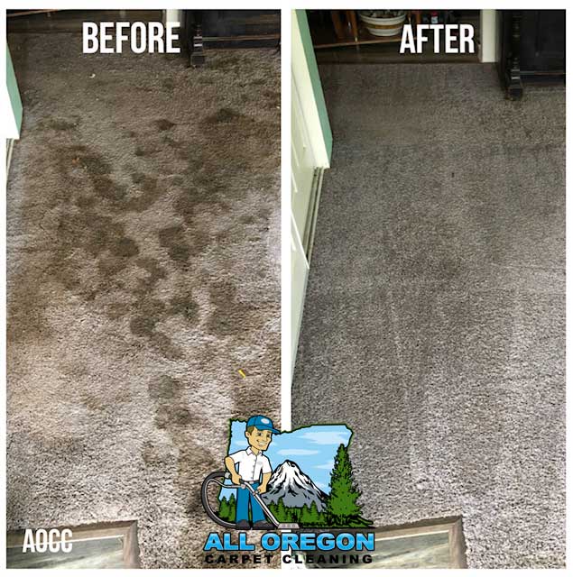 Gallery All Oregon Carpet Cleaning
