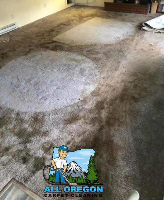 Gallery All Oregon Carpet Cleaning